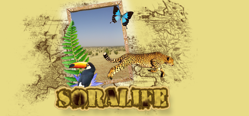 ~Sora Life ~ Egy lmodoz lny lete